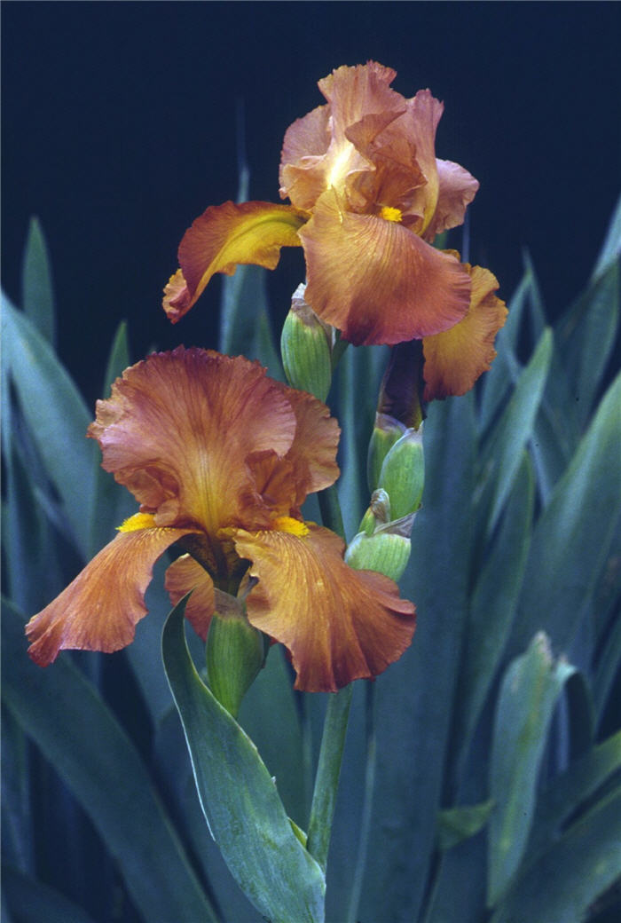 Plant photo of: Iris Bearded 'Cable Car'