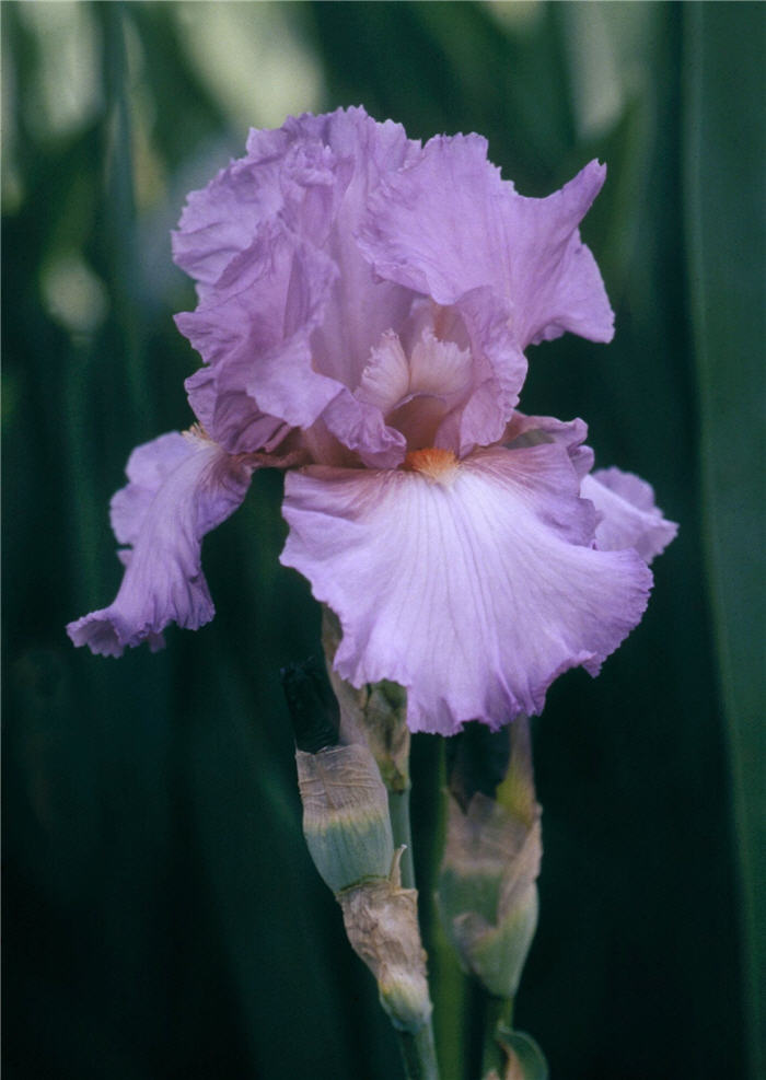 Plant photo of: Iris Bearded 'Persian Berry'