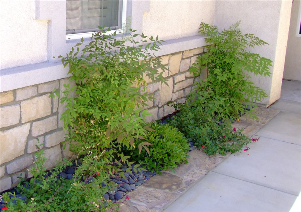 Nandina Beauties