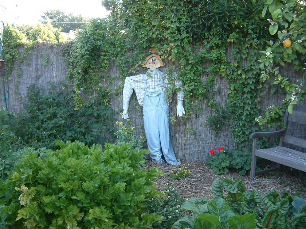 Scarecrow Pinned to Fence