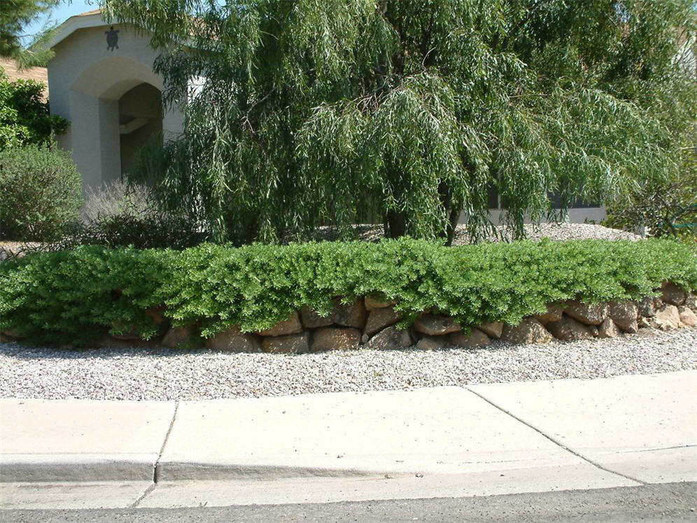 Stacked Rocks and Groundcover