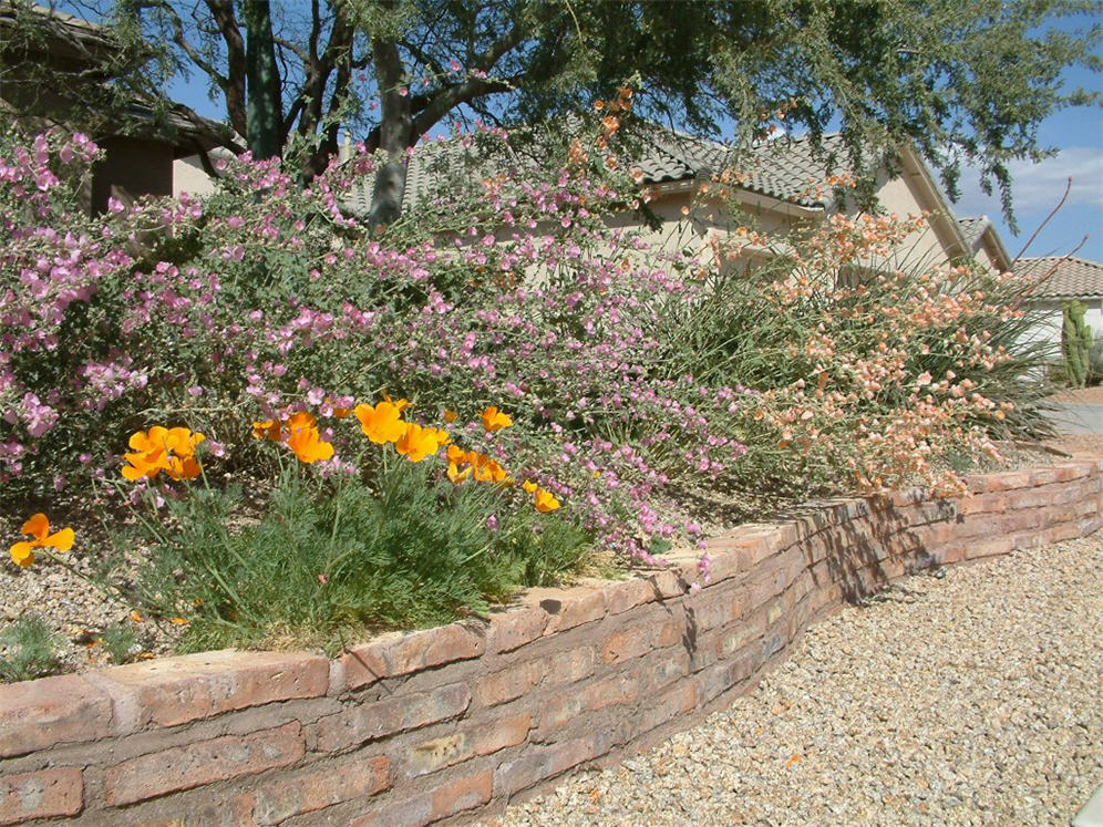 California Poppy and Companions