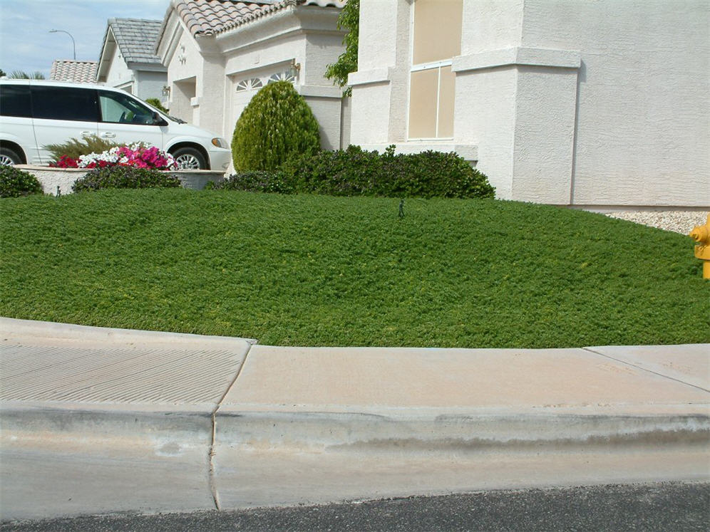 Green Sea Next to Sidewalk