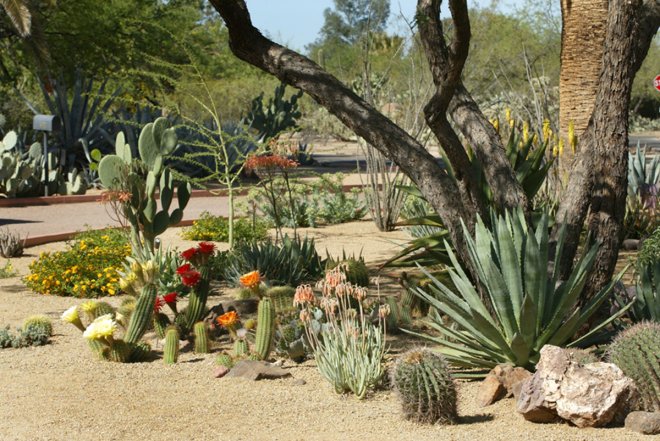 Succulent Plantings