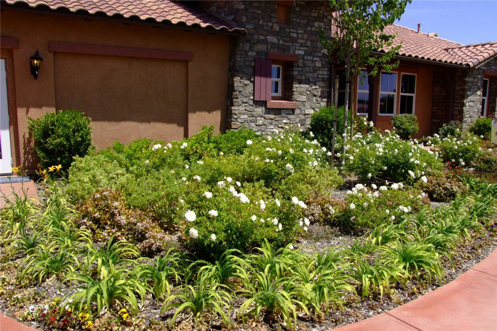 Perennial Front Garden