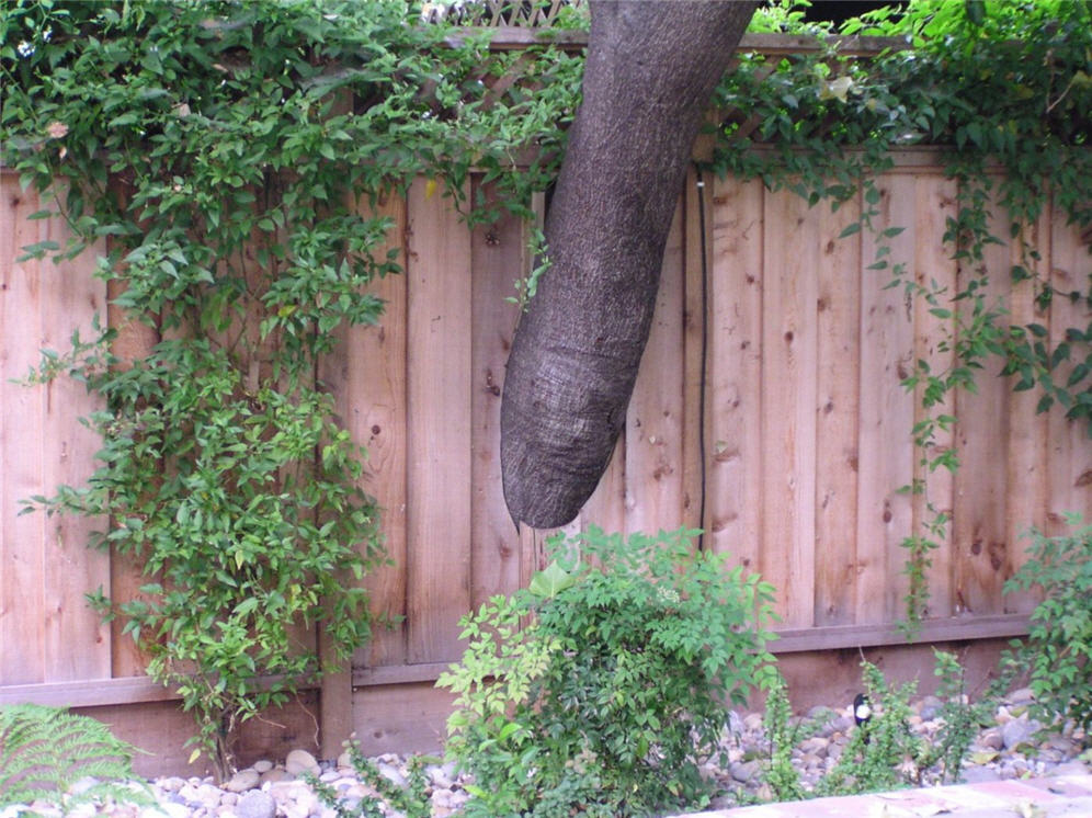 Make Room for the Tree Fence