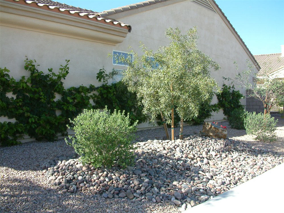 Vine-Covered Walls