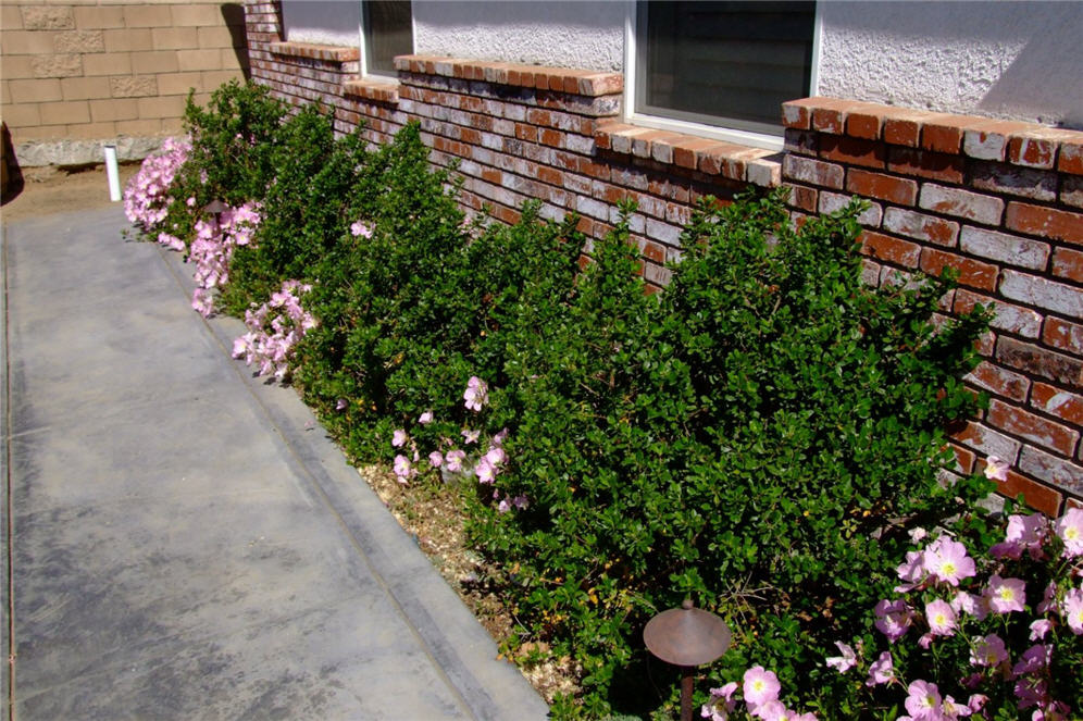 Brick Facade and Pink Happiness