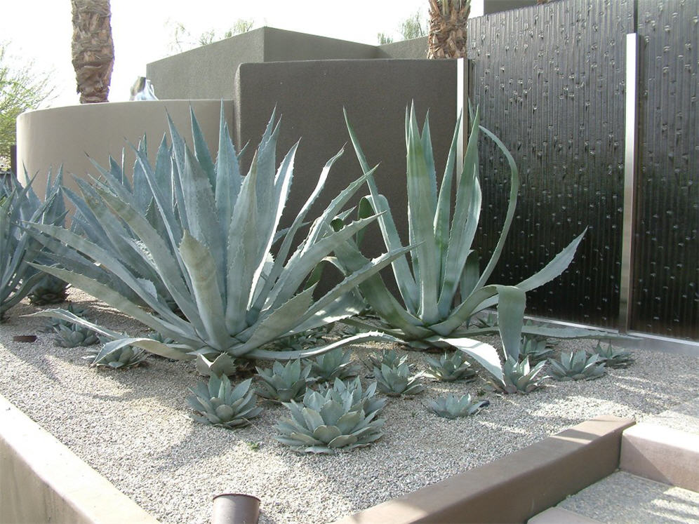 Agave Sentry