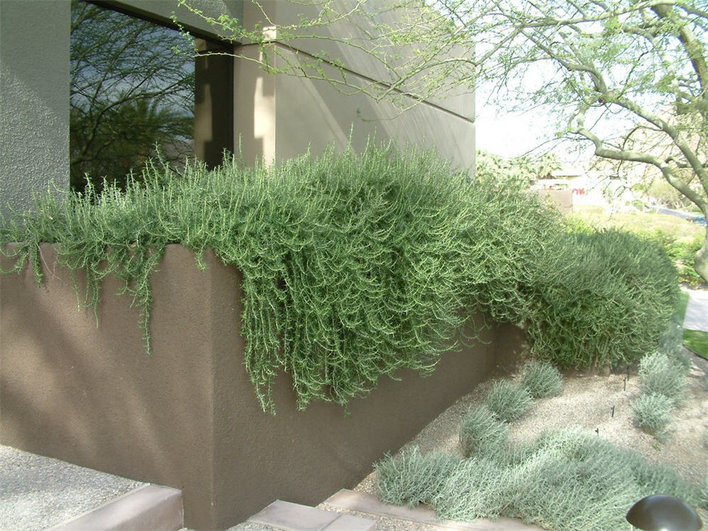 Rosemary-Covered Wall