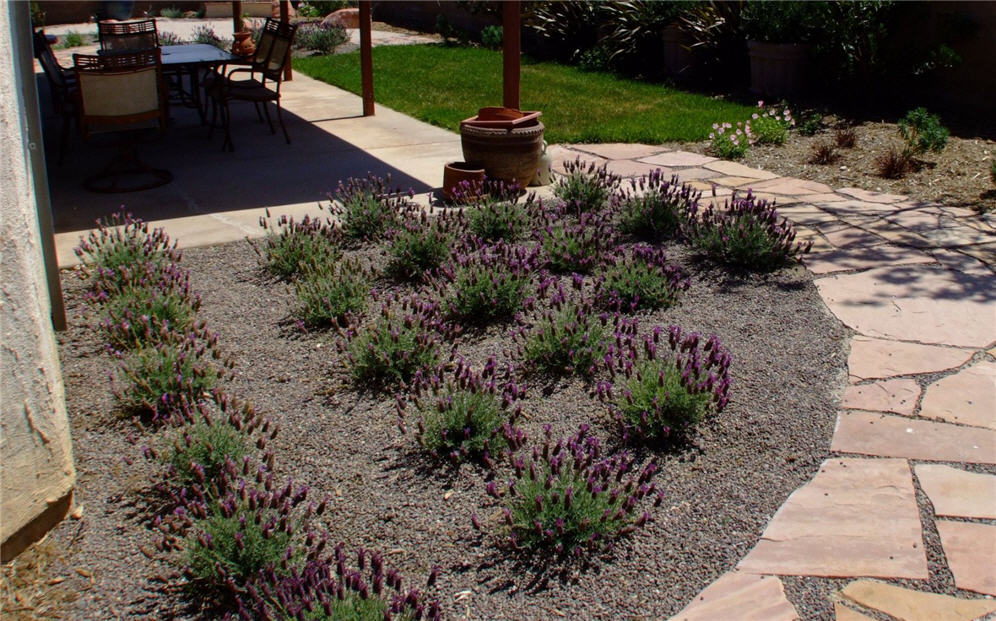 Gathering of Lavenders