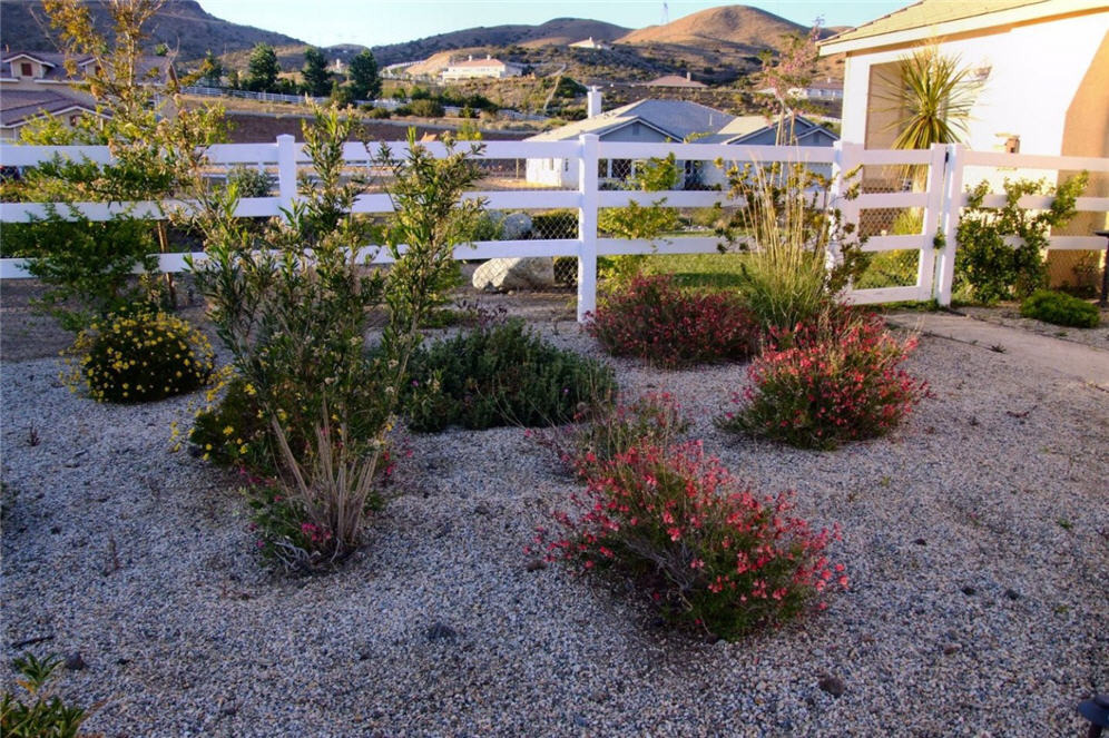 Blooms in the Desert