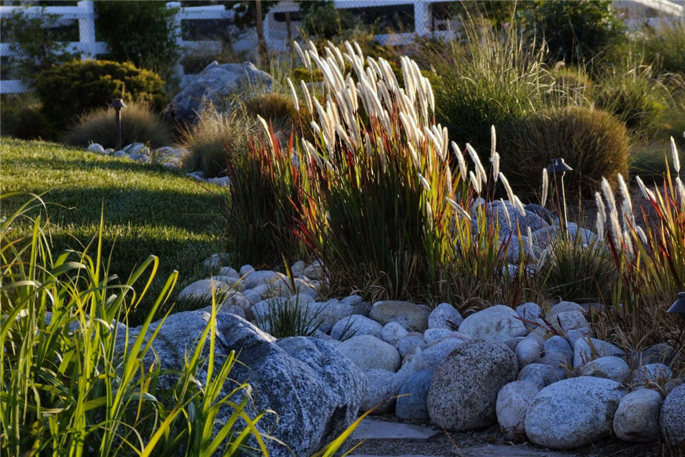 Grasses Amidst Boulders