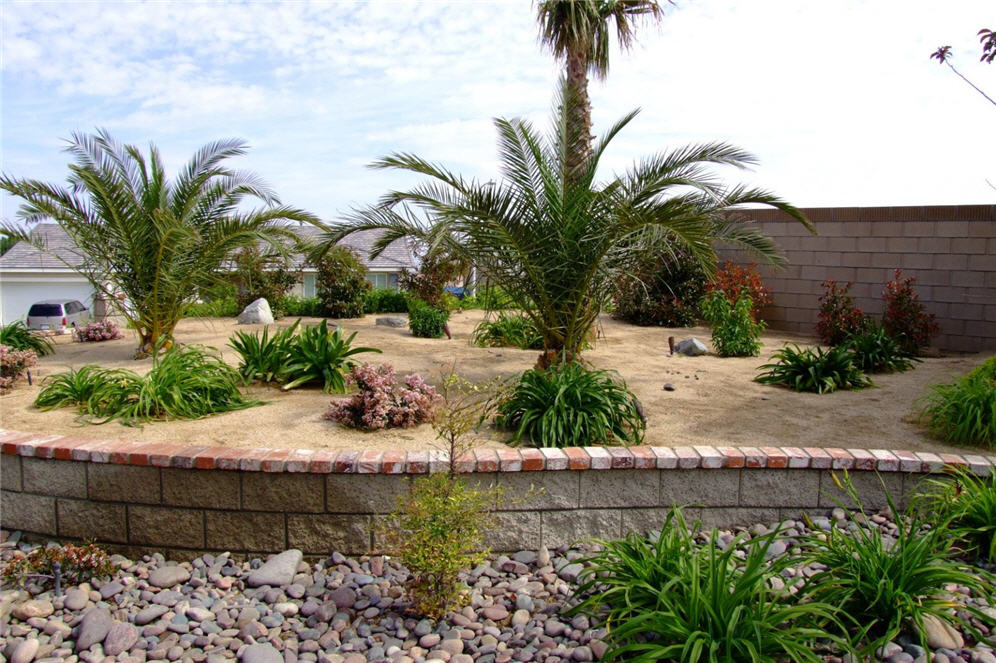 Palms in the Oasis