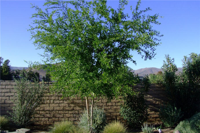 Plant photo of: Betula pendula