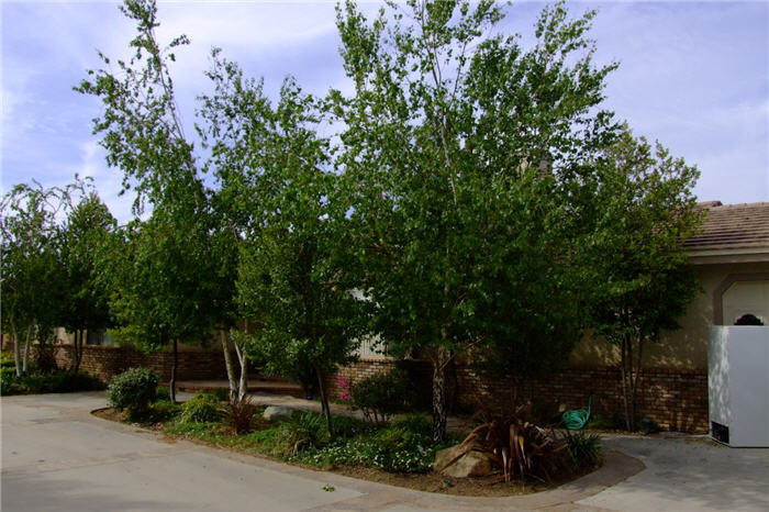 Plant photo of: Betula pendula