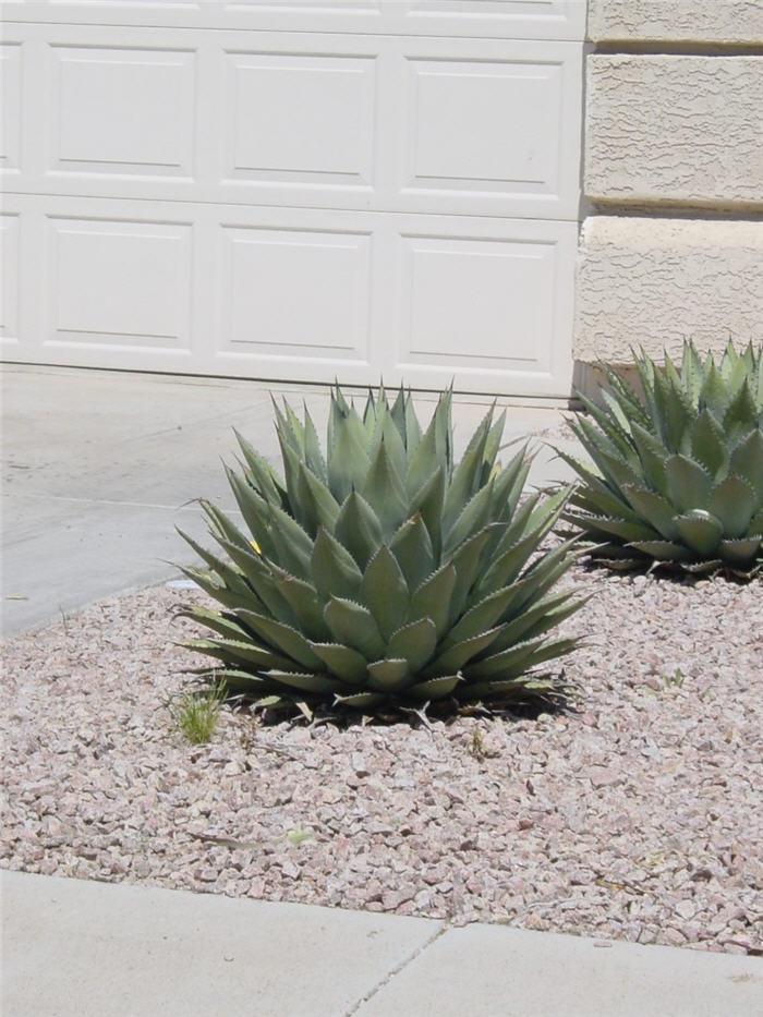 Plant photo of: Agave parryi v. parryi