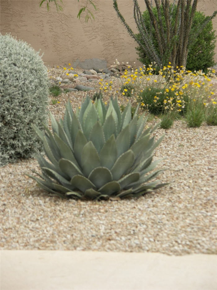 Plant photo of: Agave parryi v. parryi