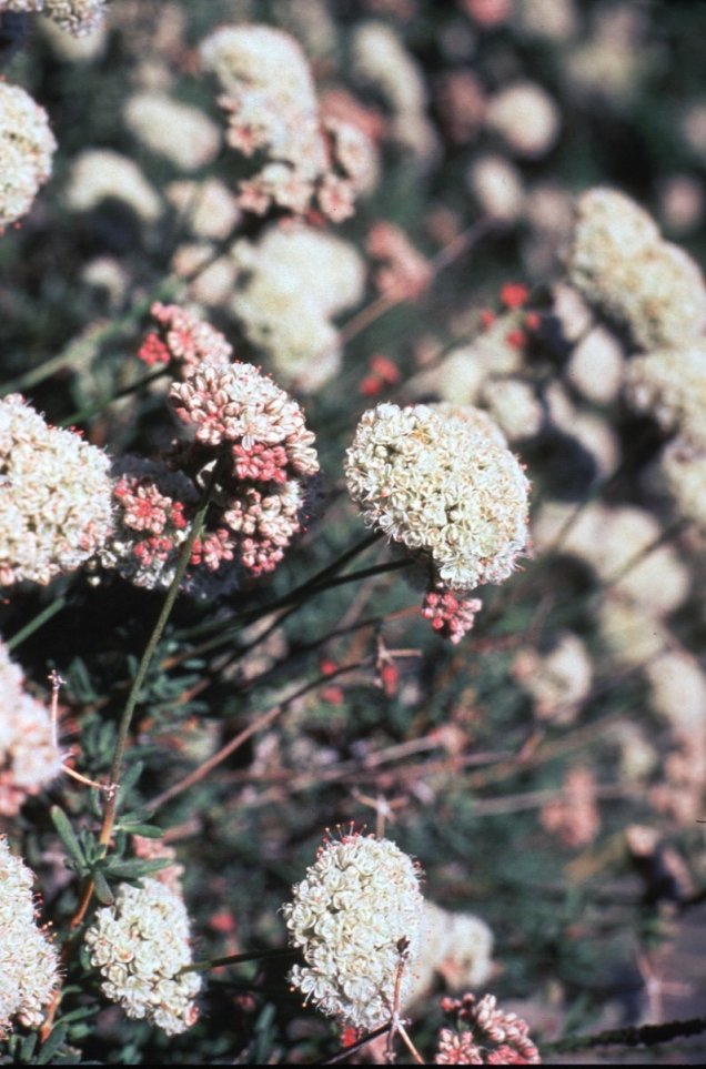 Plant photo of: Eriogonum fasciculatum polifolium