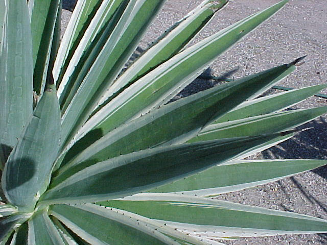 Plant photo of: Agave angustifolia var. marginata