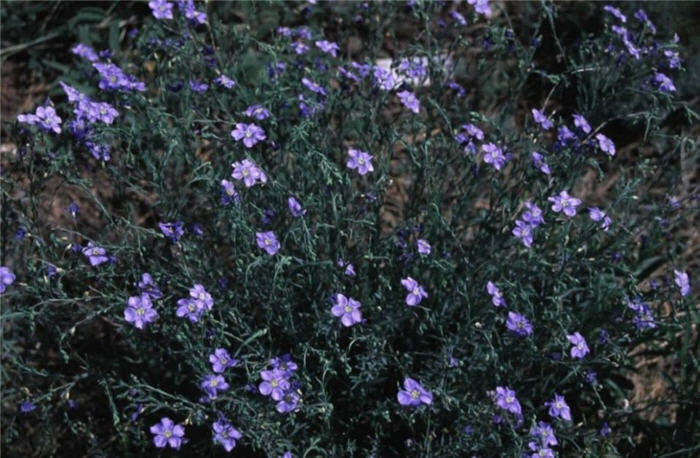 Plant photo of: Linum perenne subsp. lewisii