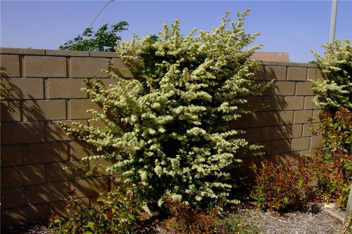 Plant photo of: Pyracantha coccinea 'Lalandei'