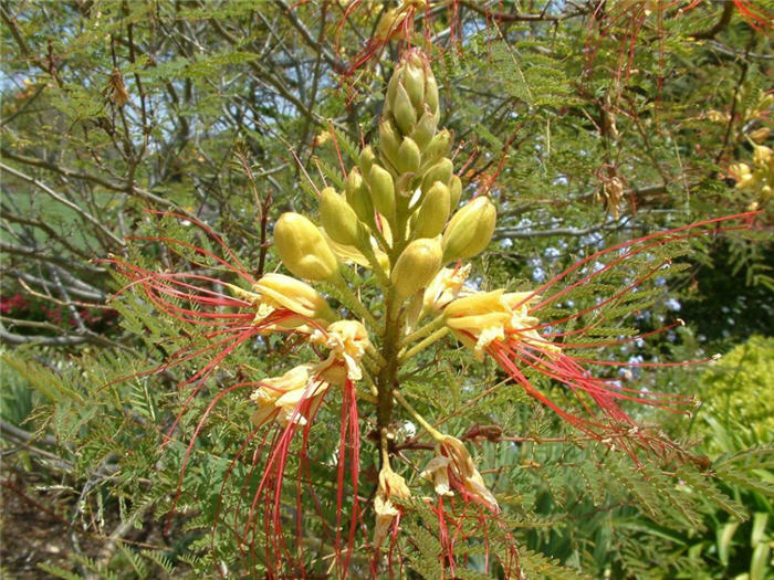 Plant photo of: Caesalpinia gilliesii