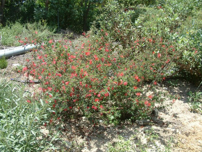 Plant photo of: Calliandra californica