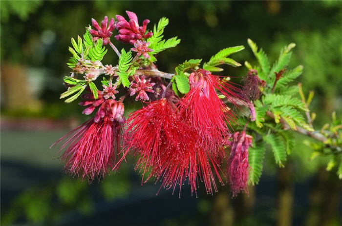 Plant photo of: Calliandra californica