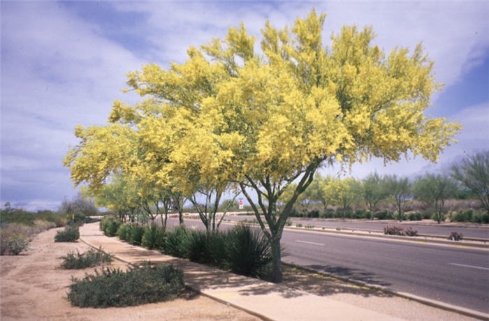 Plant photo of: Parkinsonia florida