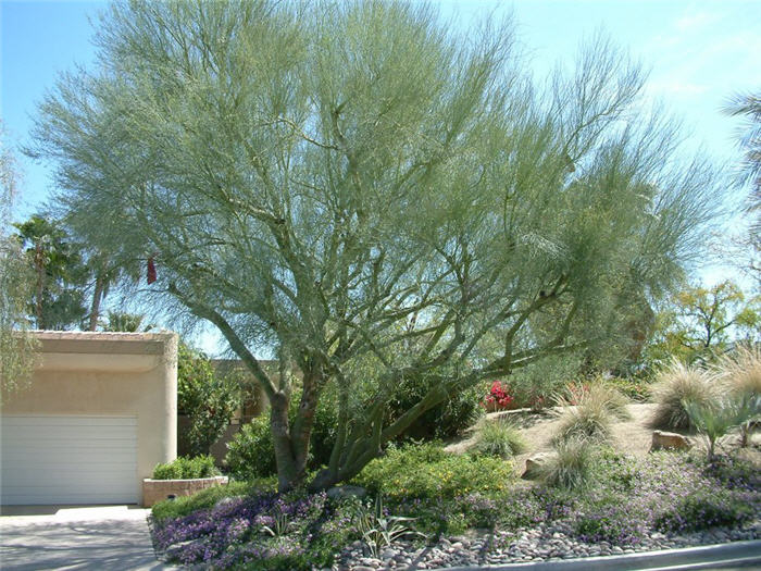 Plant photo of: Parkinsonia florida