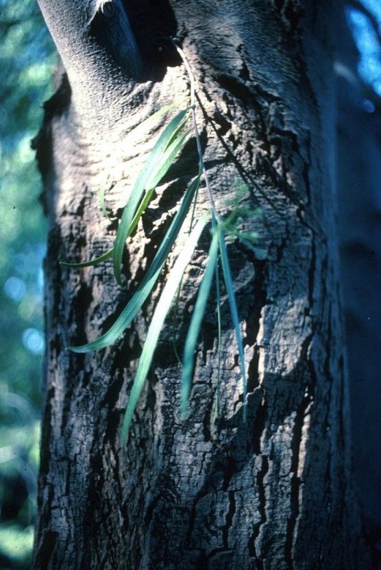 Plant photo of: Geijera parviflora