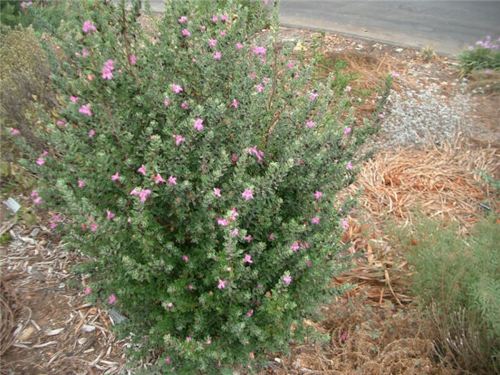 Plant photo of: Leucophyllum frutescens