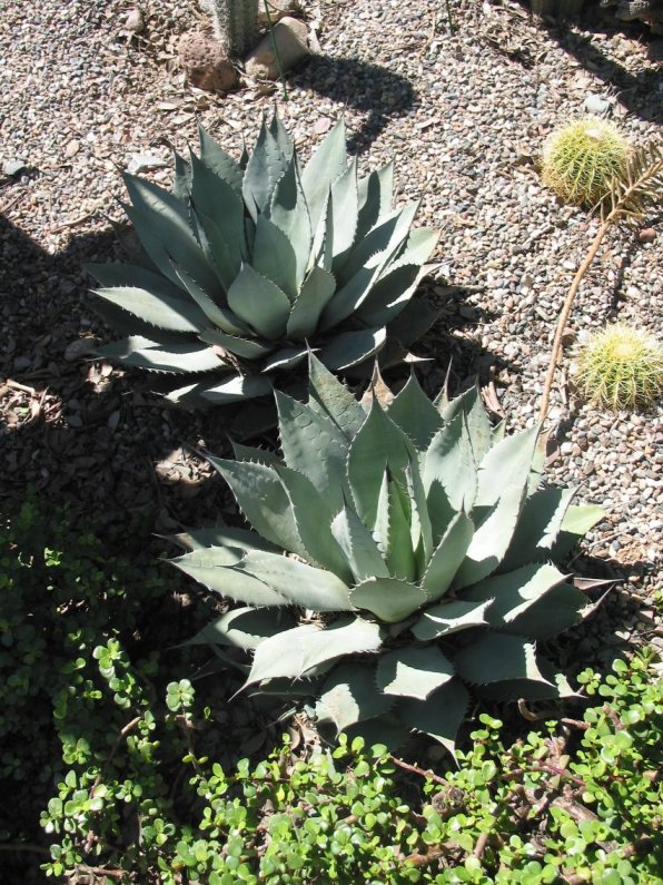 Plant photo of: Agave potatorum