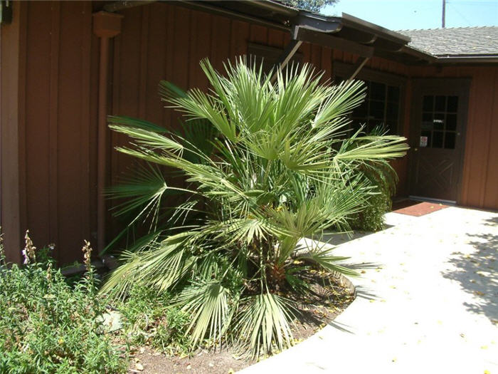 Plant photo of: Chamaerops humilis