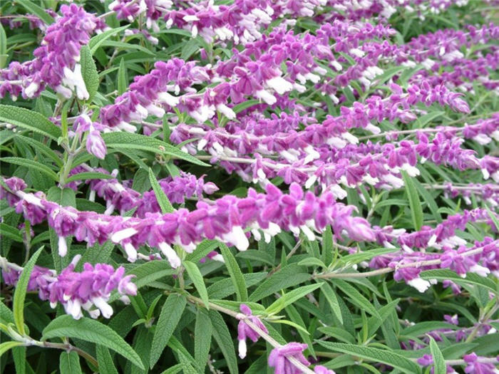 Plant photo of: Salvia leucantha