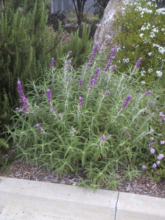 Plant photo of: Salvia leucantha