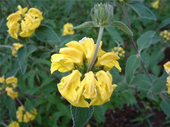 Plant photo of: Phlomis fruticosa