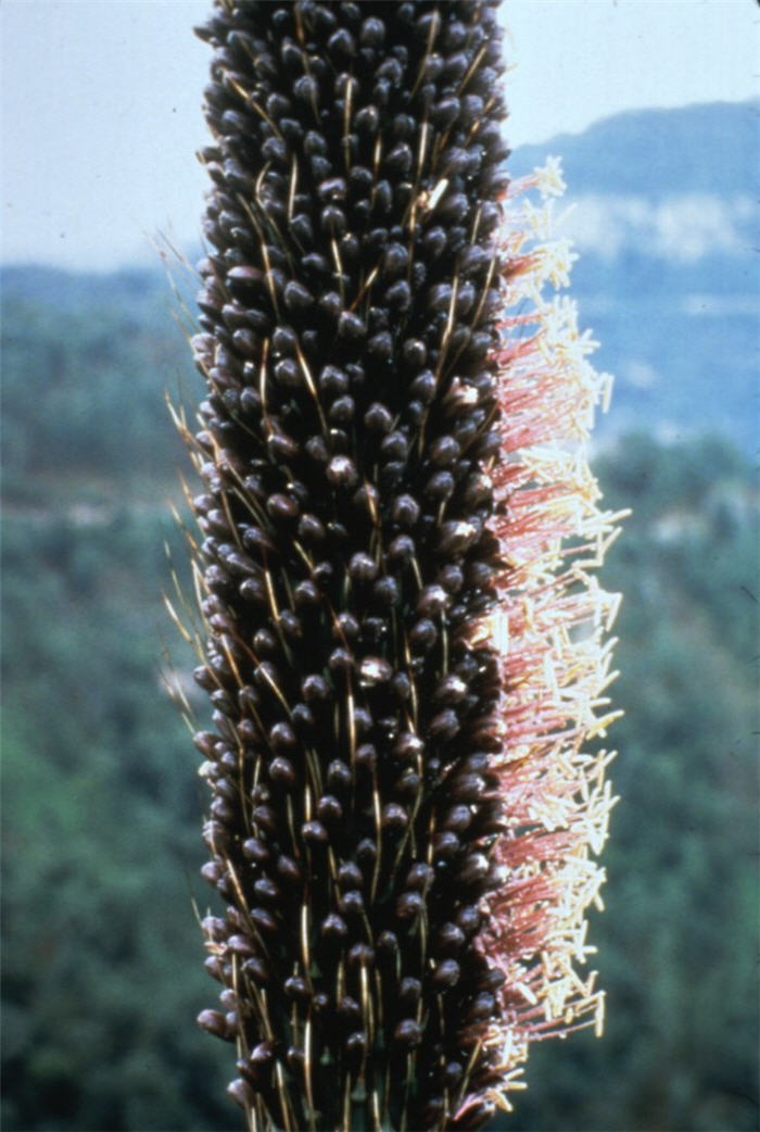 Plant photo of: Agave schidigera 'Durango Delight'