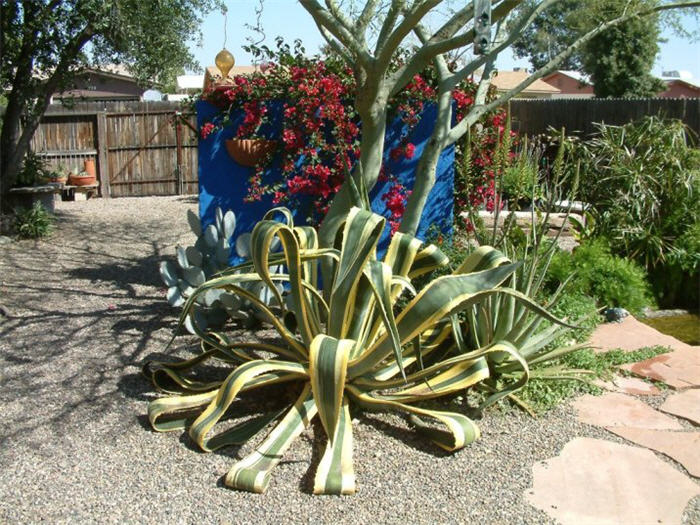 Plant photo of: Agave americana v. marginata