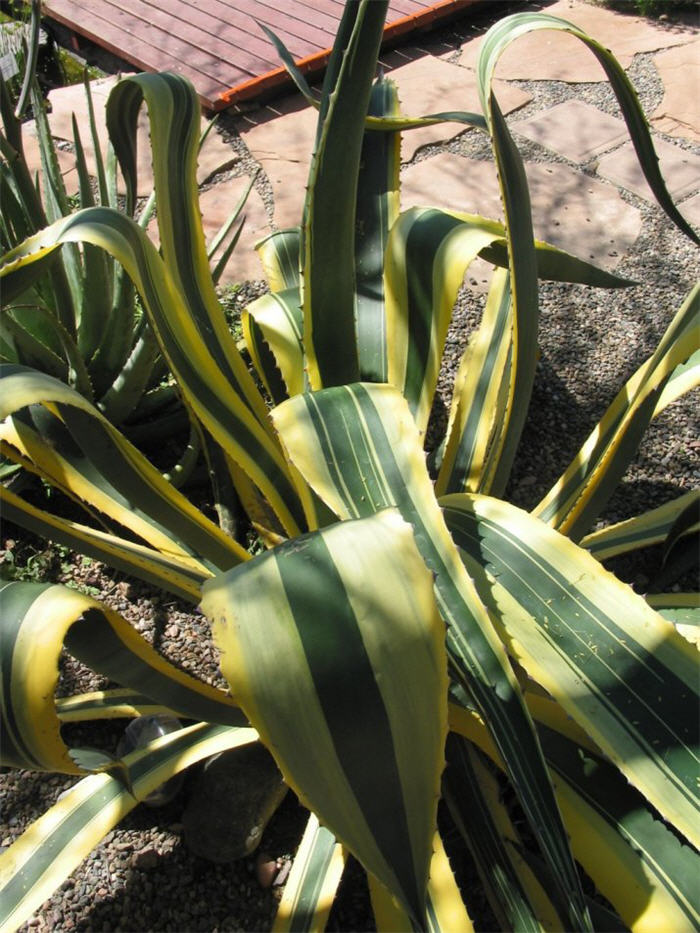 Plant photo of: Agave americana v. marginata