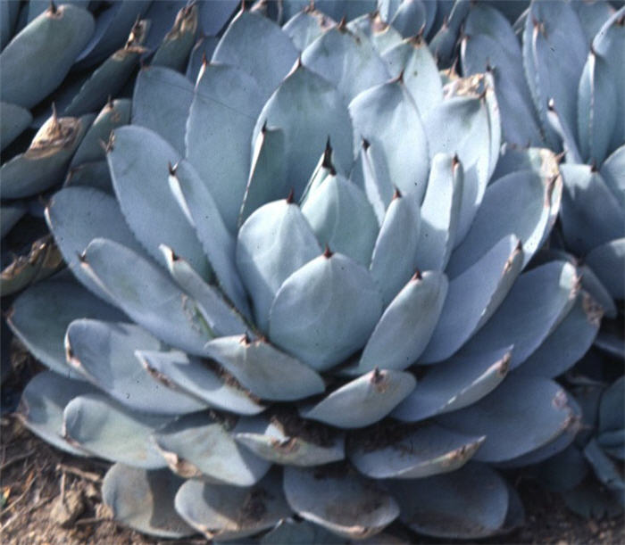 Plant photo of: Agave parryi v. truncata