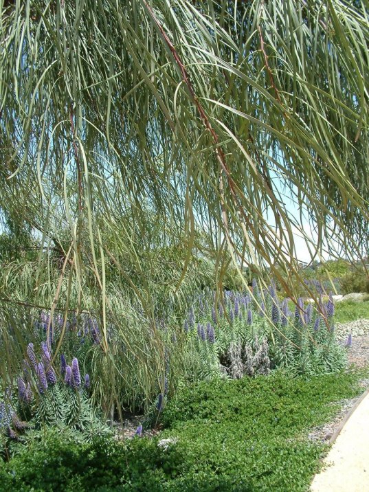 Plant photo of: Acacia stenophylla