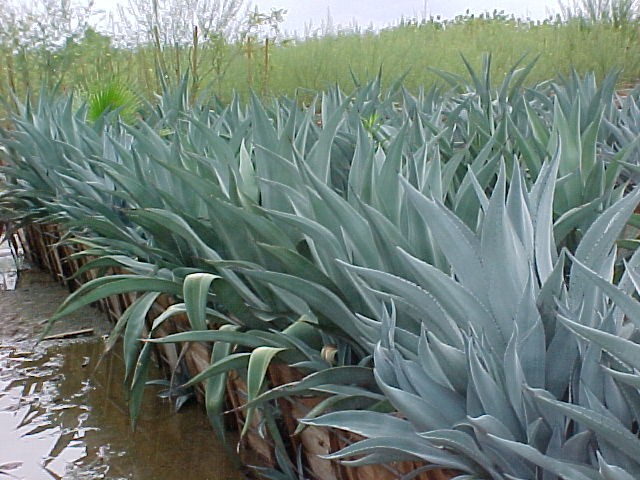 Plant photo of: Agave weberi