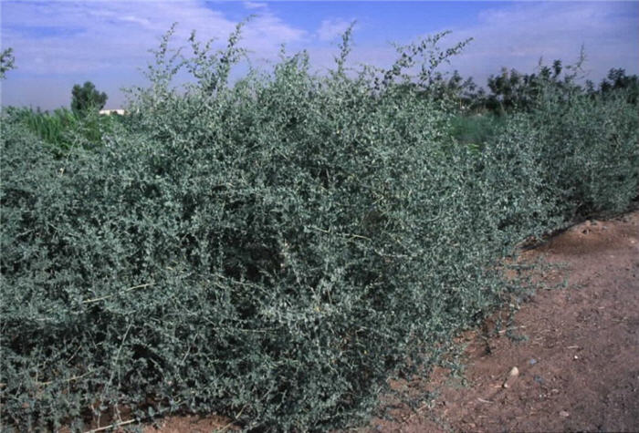 Plant photo of: Atriplex lentiformis