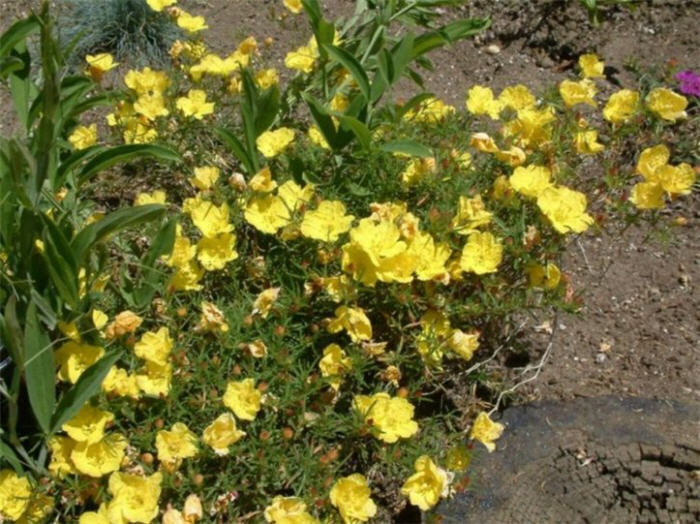 Plant photo of: Calylophus hartwegii