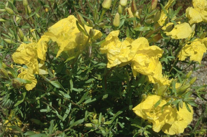 Plant photo of: Calylophus hartwegii