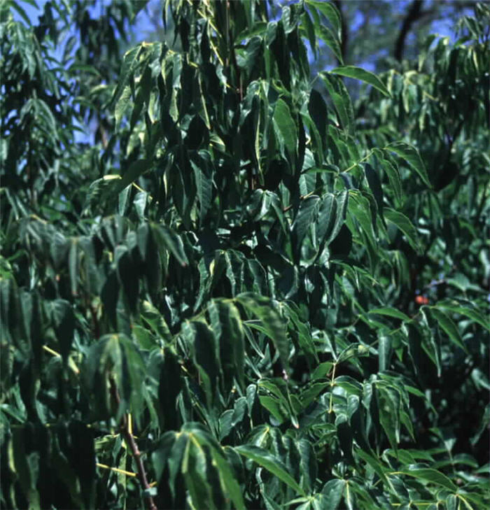 Plant photo of: Ungnadia speciosa