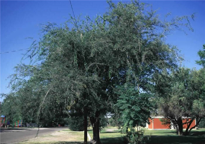 Plant photo of: Celtis reticulata