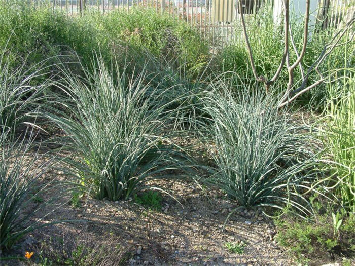 Plant photo of: Hesperaloe parviflora